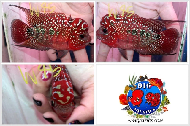 3.5 Inch King Kamfa Live Flowerhorn #W75 ( Notch On Top Fin,Will Not Grow Back)