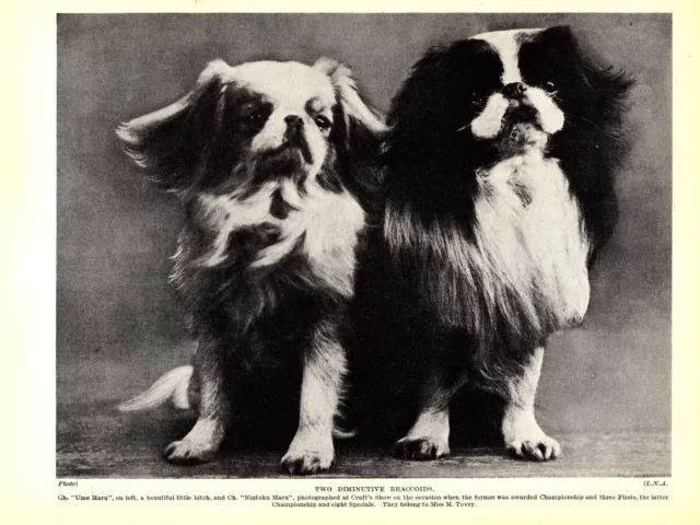 1930s Antique Japanese Chin Print Champions Ume Maru and Nintoku Maru 5284b