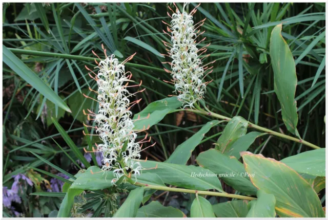 Hedychium gracile - variété petite - rustique -1 plant
