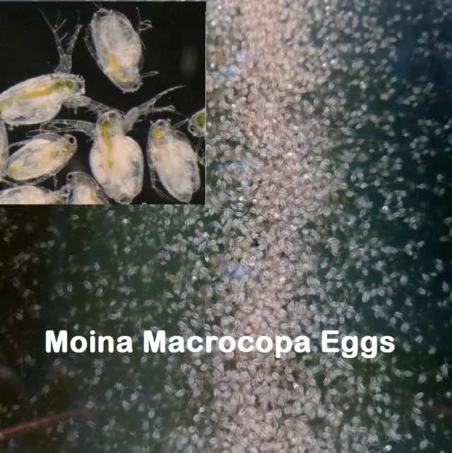 60k Moina Macrocopa eggs High protein Food For Betta Killifish Guppy Fish tank