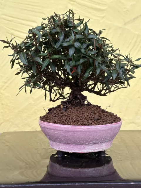 Joe Bonsai New Sternjasmin Trachelospermum Asiaticum Shohin Bowl Azalea