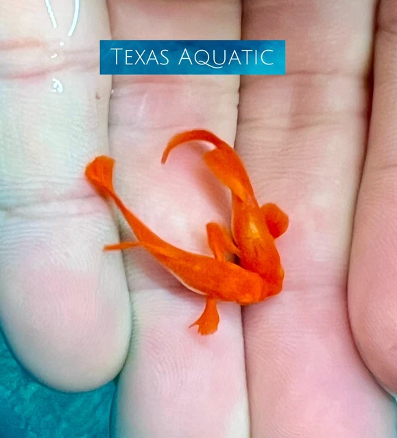 2X Male-Live Aquarium Guppy Fish High Quality-Albino Koi Red Ear - USA Seller A+