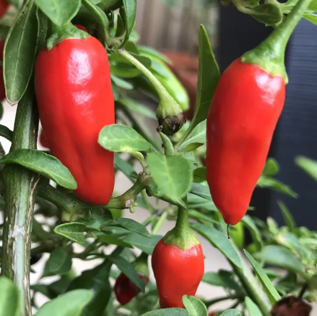 Super Hot Birds Eye 10 Chilli Seeds Heirloom Very High Yielding Australian Grown