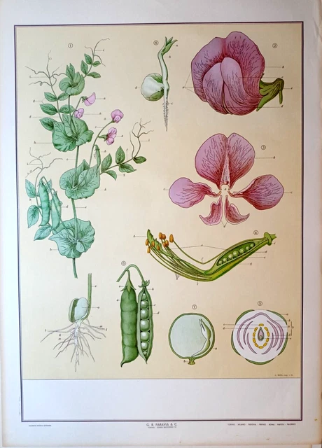 Raro Manifesto Paravia  Anni '70 Mondo Vegetale