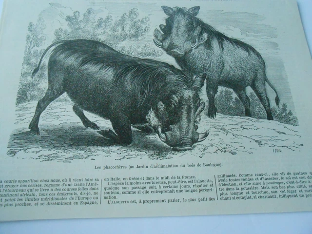 Gravure 1874 - Les Phacochères au Jardin acclimation Bois de Boulogne
