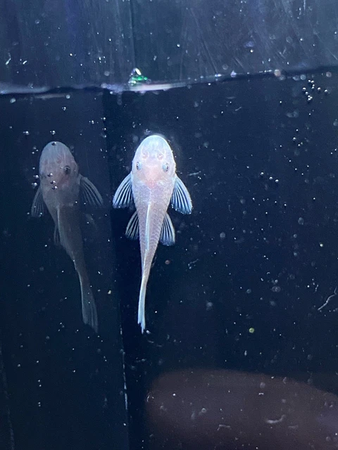 snow white bristlenose pleco 1” (read description)