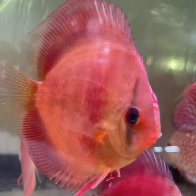 red rose hight body discus 3.5 Inch Tropical Live Fish