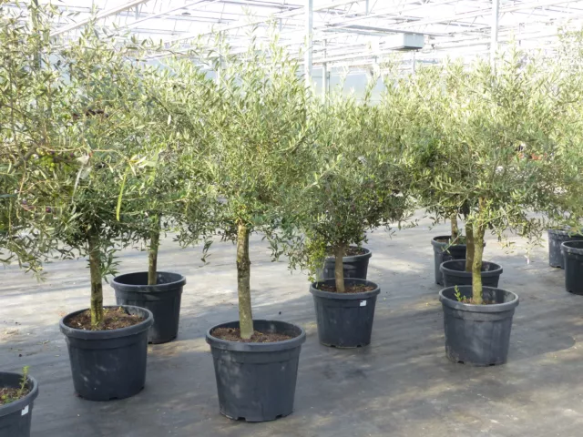 Olivenbaum Olive "Angebot" 150-170 cm, beste Qualität, winterhart, Olea Europaea