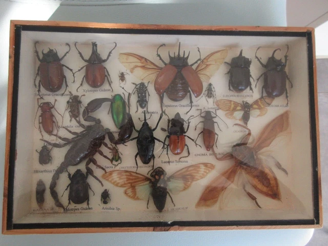 BOITE ENTOMOLOGIE TAXIDERMIE insectes rare , scorpion EUR 50,00 ...