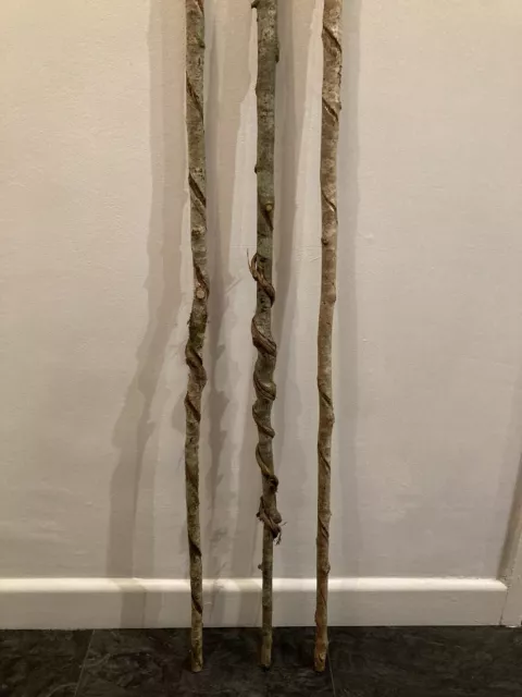 hazel walking stick shanks