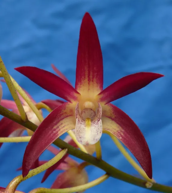 THG Orchid DENDROBIUM Sunset Aurora 'Red Alert' established in a 68mm Tube M49.