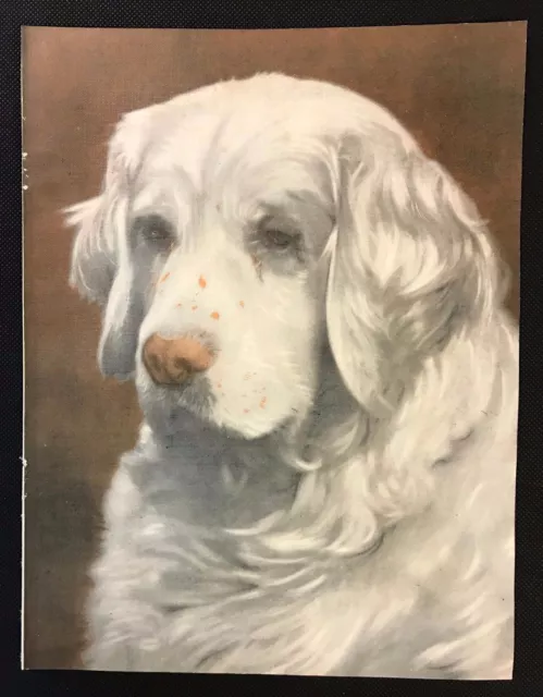 Original 1934 Colour Dog Print / Bookplate - CLUMBER SPANIEL, Sandringham Spark