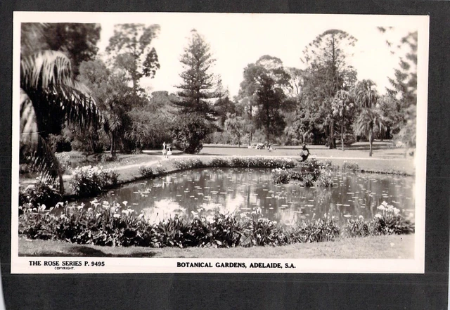C3818 Australia SA Adelaide Botanic Gardens #9495 vintage Rose Series postcard