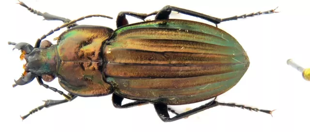 Carabus (Ctenocarabus) melancholicus costatus NW-Spain