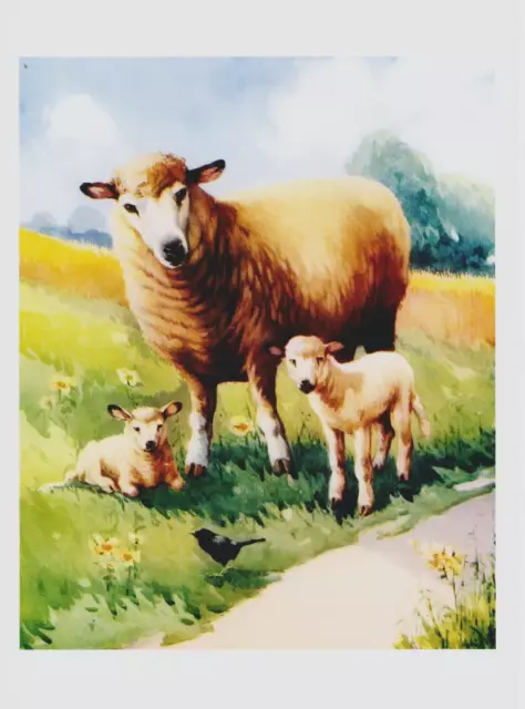 Kitchen Home Decor 7x5 Art Print - Livestock Farming Goats MOTHER SHEEP Lambs