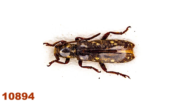 Cerambycidae: Apomecyna sp.  A2, 8 mm, 1 pc