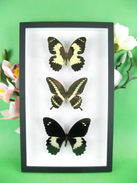 3 real beautiful and huge butterflies in the XXl showcase - single piece - 03