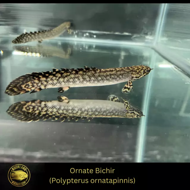 Ornate Bichir - Polypterus ornatipinnis - Live Fish (3"- 4")