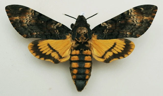 Acherontia atropos - Death's-head Hawk-moth - #6 - wingspan 123 mm - female