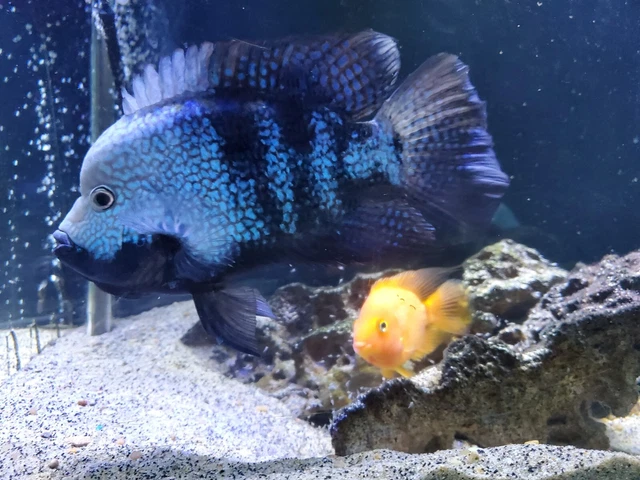 Red Texas cichlid .5" - 1" size 3 pack fresh water live tropical fish 3