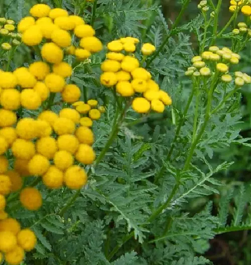 TANACETO tanacetum vulgare TANSY   1000 semillas  - seeds