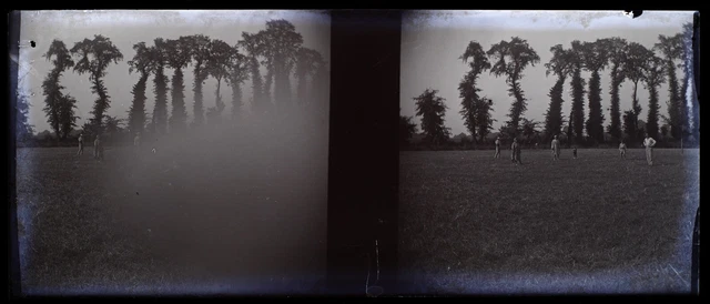 Famille Arbres c1930 Photo NEGATIVE STEREO Plaque de verre Vintage V36L3n