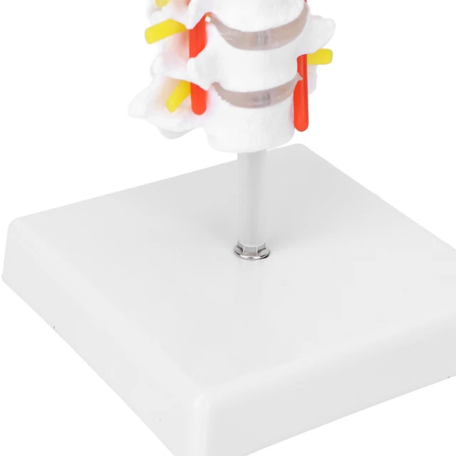 Modello Anatomico Di Colonna Vertebrale 85cm Flessibile Classica Con Bacino | IT