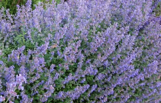 Nepeta Faassenii Six Hills Riese Katzenminze Staude 9 cm Topfpflanzen Pack x3