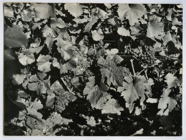 PHOTO ANCIENNE Raisins Nature morte Vigne Vin Feuille de vignes Raisin Vignoble