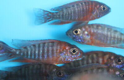 Live Red Peacock cichlid Alonocara jacobfreibergi for fish tank aquarium 2