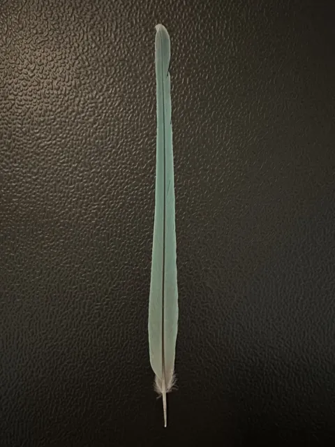 Indian Ringneck Center Tail Feather Blue 9.75” Inches Parrot Feathers