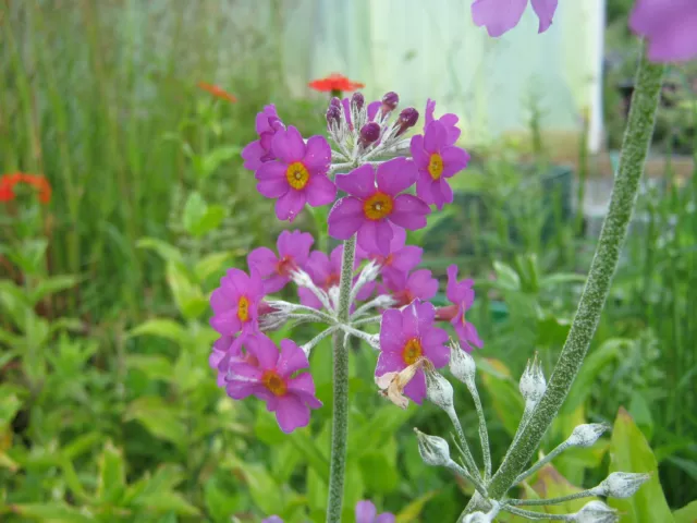 Japanprimel, Etagenprimel, Primula japonica Teichpflanze Sumpfpflanze