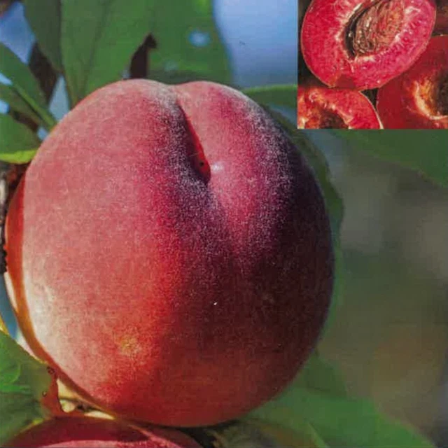 POWERS TO FLOWERS - PIANTA DI PESCO, PESCA DI MERENDELLA, VASO - Foto 14