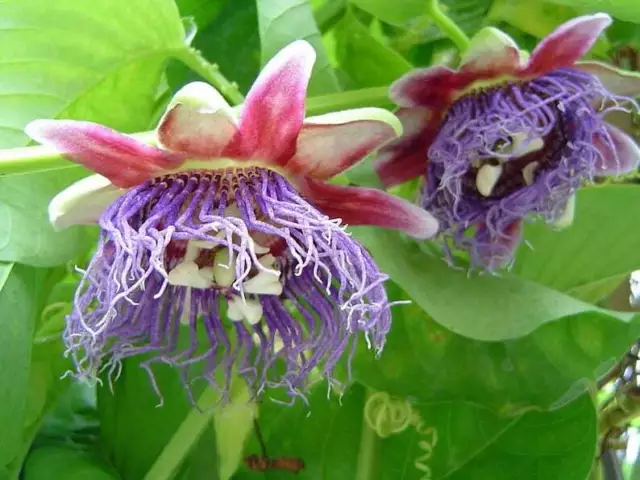 3 Semi Di Passiflora Quadrangularis, Granadilla Gigante