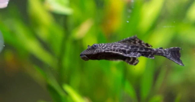 Small Common Pleco Algae Eater Live Freshwater Aquarium Fish-Max length 24 Inch