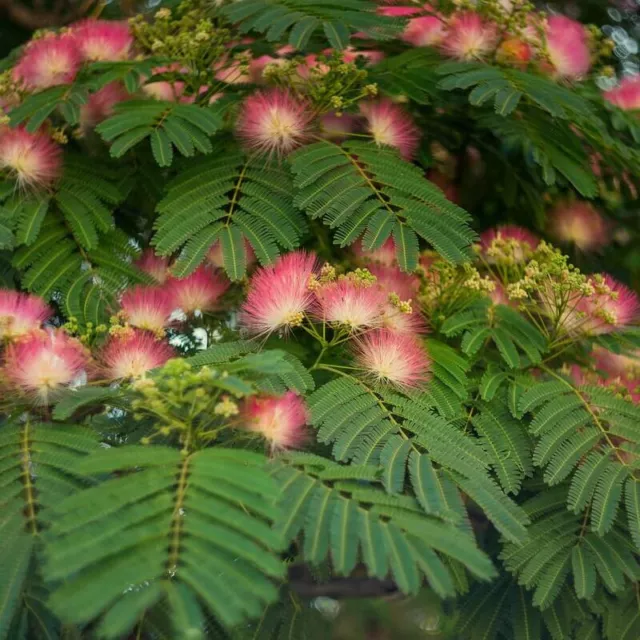 Albizia julibrissin 'Rouge Selection' - Arbre à soie - Mimosa de Constantinople