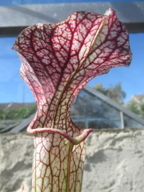 Sarracenia x “Trinita” JSH233 carnivorous plant
