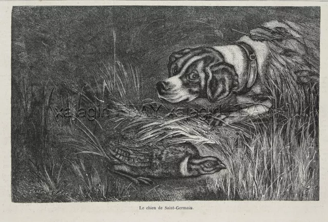 Dog Braque Saint-Germain St. Germain Pointer, 1870s Antique Print & Article