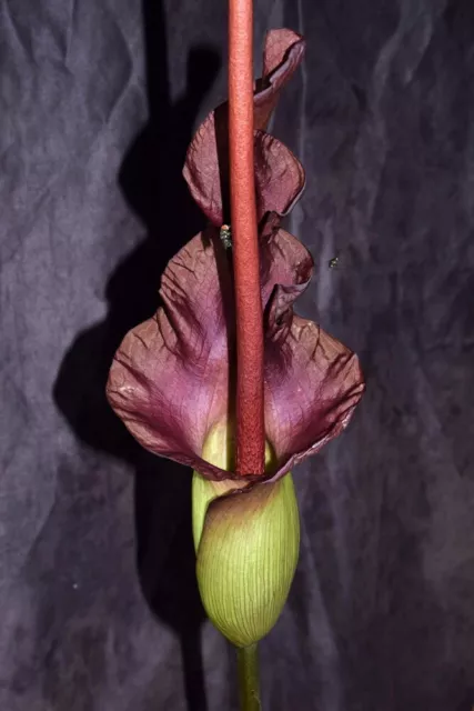 Amorphophallus rostratus . Rare Voodoo Lily.  6.5cm wide dormant tuber. Aroid