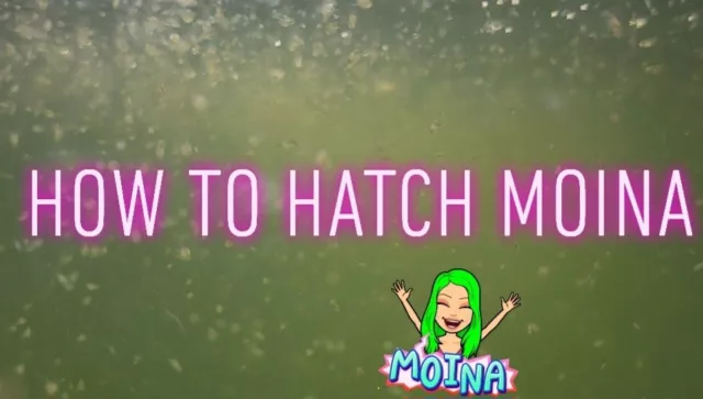 Moina 1000+ LIVE Feeder for Fish ｜ Betta｜ Killfish ｜Guppy（And Moina Food）