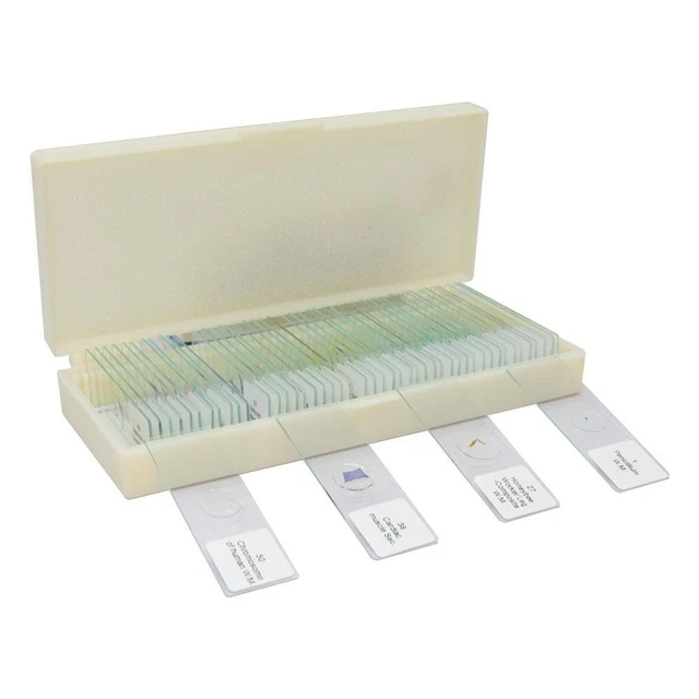 50 Professional Microscope Slides for Biological Sample Study - Insects Plants