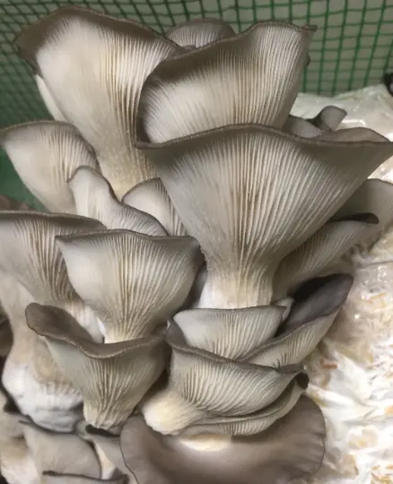Mycelium de Pleurotes Grises (Pleurotus ostreatus) Oyster mushroom 2