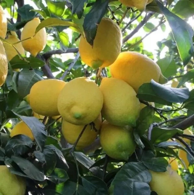 Cassetta 10 Kg Limoni di SICILIA Non trattati Succosi Buccia Edibile BIO