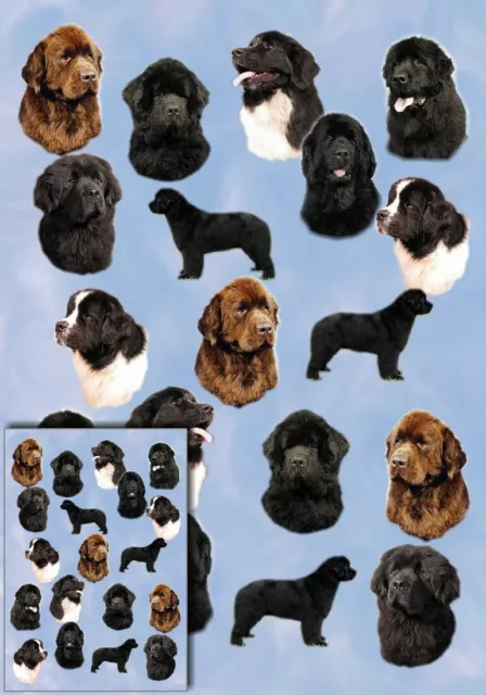 Newfoundland Dog Wrapping Paper by Starprint - Semi gloss with matching card