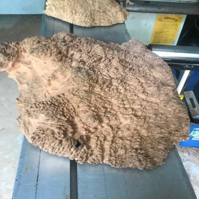 Red Mallee Burl Cap