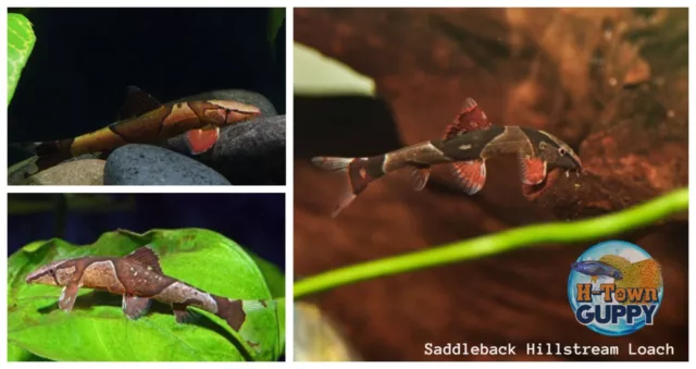 RARE FISH - Pack of 1 -  Red Lizard, Saddleback Hillstream Loach