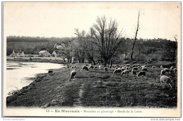 58 - en nivernais - moutons au paturage, bords de loire