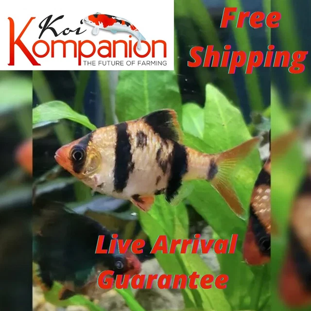 5/10/20/30X Tiger Barbs Freshwater Fish Koi Kompanion Free Shipping