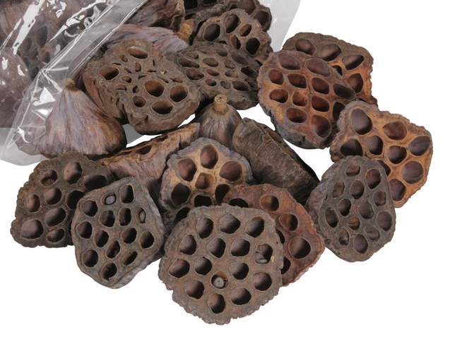 50 Lotos Lotoskolben natur mittel 5-7cm Wasserlilie Exoten Trockenblumen