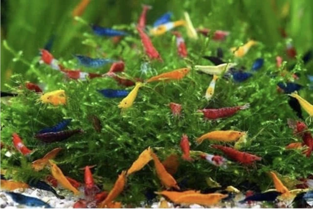 "Colorful Candy Shrimp Mix - Vibrant Neocaridina Skittles for Your Freshwater Aq